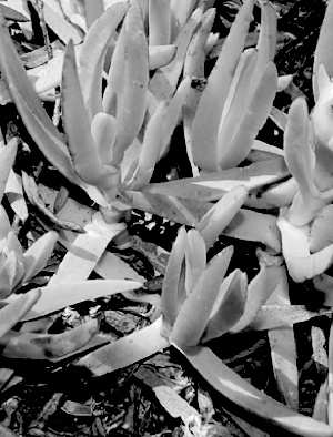  (Carpobrotus edulis - QC23-83)  @11 [ ] CreativeCommons  Attribution Non-Commercial Share-Alike (2024) D.M. Percy University of British Columbia