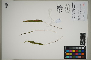  (Elaphoglossum dimorphum - QC23-89)  @11 [ ] CreativeCommons  Attribution Non-Commercial Share-Alike (2024) UBC Herbarium University of British Columbia
