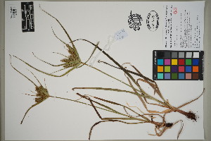  ( - QC23-92)  @11 [ ] CreativeCommons  Attribution Non-Commercial Share-Alike (2024) UBC Herbarium University of British Columbia