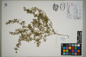  (Coronopus didymus - QC23-95)  @11 [ ] CreativeCommons  Attribution Non-Commercial Share-Alike (2024) UBC Herbarium University of British Columbia