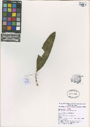  (Elaphoglossum nervosum - QC2222-1)  @11 [ ] CreativeCommons  Attribution Non-Commercial Share-Alike (2022) Unspecified Beaty Biodiversity Museum