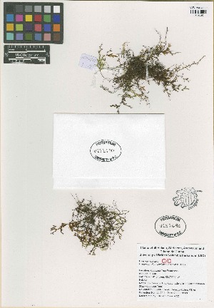  (Elaphoglossum conforme - QC2226-1)  @11 [ ] CreativeCommons  Attribution Non-Commercial Share-Alike (2022) Unspecified Beaty Biodiversity Museum