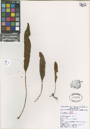  (Elaphoglossum conforme - QC2227-1)  @11 [ ] CreativeCommons  Attribution Non-Commercial Share-Alike (2022) Unspecified Beaty Biodiversity Museum