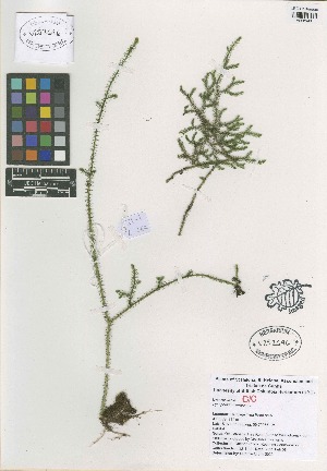  (Lycopodiella cernua - QC2231A-1)  @11 [ ] CreativeCommons  Attribution Non-Commercial Share-Alike (2022) Unspecified Beaty Biodiversity Museum