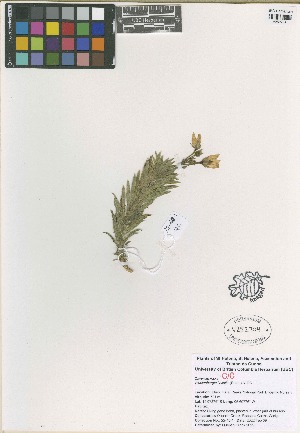  (Wahlenbergia linifolia - QC2240-3)  @11 [ ] CreativeCommons  Attribution Non-Commercial Share-Alike (2022) Unspecified Beaty Biodiversity Museum