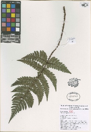  (Dryopteris cognata - QC2243-1)  @11 [ ] CreativeCommons  Attribution Non-Commercial Share-Alike (2022) Unspecified Beaty Biodiversity Museum