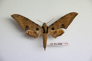  ( - BC-Mel3393)  @14 [ ] Copyright (2019) Sphingidae Museum-Czech republic Ekologicke centrum Orlov o.p.s.