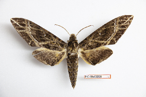  (Apocalypsis - BC-Mel3396)  @15 [ ] Copyright (2019) Sphingidae Museum-Czech republic Ekologicke centrum Orlov o.p.s.