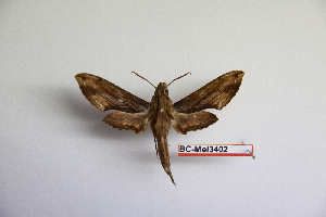  ( - BC-Mel3402)  @11 [ ] Copyright (2019) Sphingidae Museum-Czech republic Ekologicke centrum Orlov o.p.s.