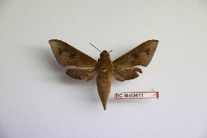  ( - BC-Mel3411)  @14 [ ] Copyright (2019) Sphingidae Museum-Czech republic Ekologicke centrum Orlov o.p.s.