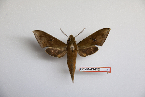  ( - BC-Mel3412)  @14 [ ] Copyright (2019) Sphingidae Museum-Czech republic Ekologicke centrum Orlov o.p.s.
