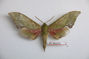  ( - BC-Mel3424)  @11 [ ] Copyright (2019) Sphingidae Museum-Czech republic Ekologicke centrum Orlov o.p.s.