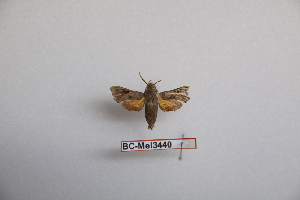  ( - BC-Mel3440)  @11 [ ] Copyright (2019) Sphingidae Museum-Czech republic Ekologicke centrum Orlov o.p.s.