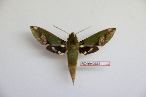  ( - BC-Mel3443)  @11 [ ] Copyright (2019) Sphingidae Museum-Czech republic Ekologicke centrum Orlov o.p.s.