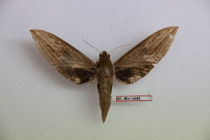  ( - BC-Mel3446)  @11 [ ] Copyright (2019) Sphingidae Museum-Czech republic Ekologicke centrum Orlov o.p.s.