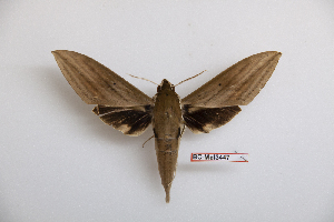  ( - BC-Mel3447)  @11 [ ] Copyright (2019) Sphingidae Museum-Czech republic Ekologicke centrum Orlov o.p.s.