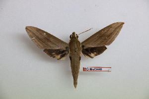  ( - BC-Mel3449)  @11 [ ] Copyright (2019) Sphingidae Museum-Czech republic Ekologicke centrum Orlov o.p.s.