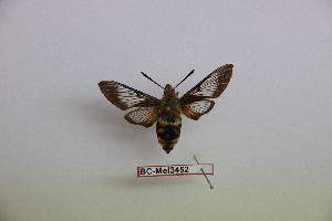  ( - BC-Mel3452)  @11 [ ] Copyright (2019) Sphingidae Museum-Czech republic Ekologicke centrum Orlov o.p.s.
