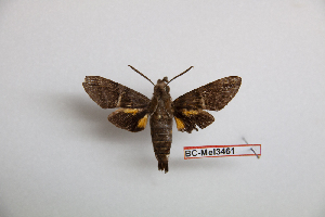  (Macroglossum albigutta - BC-Mel3461)  @11 [ ] Copyright (2019) Sphingidae Museum-Czech republic Ekologicke centrum Orlov o.p.s.