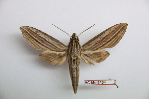  ( - BC-Mel3464)  @13 [ ] Copyright (2019) Sphingidae Museum-Czech republic Ekologicke centrum Orlov o.p.s.