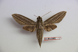  ( - BC-Mel3465)  @13 [ ] Copyright (2019) Sphingidae Museum-Czech republic Ekologicke centrum Orlov o.p.s.