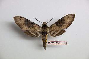  ( - BC-Mel3478)  @11 [ ] Copyright (2019) Sphingidae Museum-Czech republic Ekologicke centrum Orlov o.p.s.