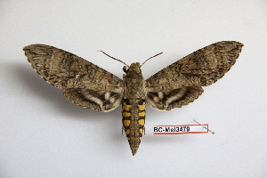  ( - BC-Mel3479)  @14 [ ] Copyright (2019) Sphingidae Museum-Czech republic Ekologicke centrum Orlov o.p.s.