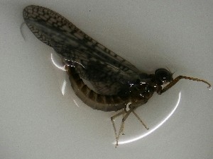  ( - E228-STP)  @11 [ ] Daniel Erasmus (2025) Unspecified CreativeCommons  Attribution Non-Commercial Share-Alike