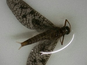  ( - E232-STP)  @11 [ ] Daniel Erasmus (2025) Unspecified CreativeCommons  Attribution Non-Commercial Share-Alike