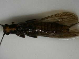  ( - P244-STC)  @11 [ ] Daniel Erasmus (2025) Unspecified CreativeCommons  Attribution Non-Commercial Share-Alike