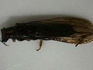  (Cultus pilatus - P254-STB)  @11 [ ] CreativeCommons (2025) Daniel Erasmus University of Northern British Columbia