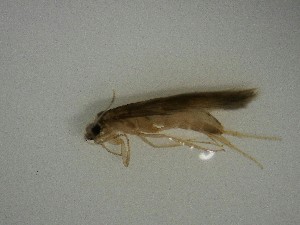  ( - T288-STB)  @11 [ ] CreativeCommons (2025) Daniel Erasmus University of Northern British Columbia