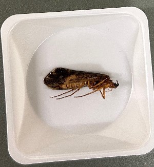  ( - T294-STC)  @11 [ ] CreativeCommons (2025) Daniel Erasmus University of Northern British Columbia