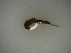  ( - E304-STC)  @11 [ ] CreativeCommons  Attribution Non-Commercial Share-Alike (2025) Daniel Erasmus University of Northern British Columbia