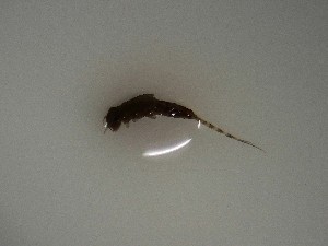  ( - E314-STB)  @11 [ ] CreativeCommons  Attribution Non-Commercial Share-Alike (2025) Daniel Erasmus University of Northern British Columbia