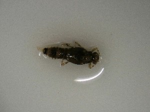  ( - E317-STM)  @11 [ ] CreativeCommons  Attribution Non-Commercial Share-Alike (2025) Daniel Erasmus University of Northern British Columbia