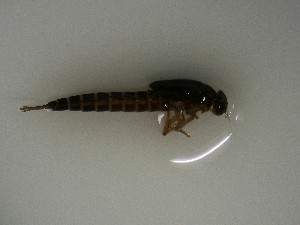  ( - E324-STF)  @11 [ ] CreativeCommons  Attribution Non-Commercial Share-Alike (2025) Daniel Erasmus University of Northern British Columbia