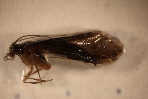  ( - T135-STB)  @11 [ ] CreativeCommons  Attribution Non-Commercial Share-Alike (2024) Daniel Erasmus University of Northern British Columbia