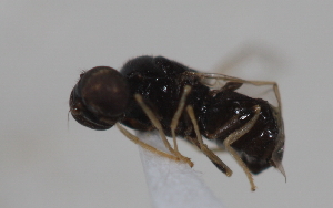  (Strat_genus1 - cau01996)  @14 [ ] CreativeCommons - Attribution Non-Commercial Share-Alike (2010) China Agricultural University, Insect Collection China Agricultural University, Insect Collection