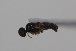 ( - cau01999)  @12 [ ] CreativeCommons - Attribution Non-Commercial Share-Alike (2010) China Agricultural University, Insect Collection China Agricultural University, Insect Collection