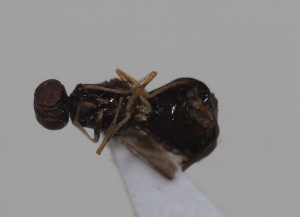  ( - cau01999)  @12 [ ] CreativeCommons - Attribution Non-Commercial Share-Alike (2010) China Agricultural University, Insect Collection China Agricultural University, Insect Collection