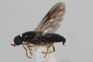  ( - cau02003)  @14 [ ] CreativeCommons - Attribution Non-Commercial Share-Alike (2010) China Agricultural University, Insect Collection China Agricultural University, Insect Collection