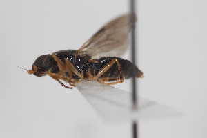  (Evaza Sp.1 - cau02003)  @14 [ ] CreativeCommons - Attribution Non-Commercial Share-Alike (2010) China Agricultural University, Insect Collection China Agricultural University, Insect Collection
