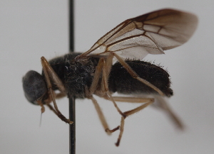  (Evaza Sp.4 - cau02021)  @14 [ ] CreativeCommons - Attribution Non-Commercial Share-Alike (2010) China Agricultural University, Insect Collection China Agricultural University, Insect Collection