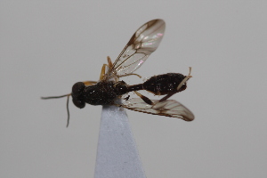  ( - cau02027)  @11 [ ] Unspecified (default): All Rights Reserved (2010) China Agricultural University, Insect Collection China Agricultural University, Insect Collection