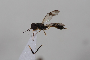  ( - cau02028)  @13 [ ] Unspecified (default): All Rights Reserved (2010) China Agricultural University, Insect Collection China Agricultural University, Insect Collection