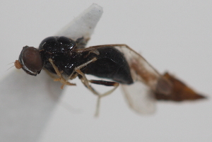  ( - cau02054)  @11 [ ] Unspecified (default): All Rights Reserved (2010) China Agricultural University, Insect Collection China Agricultural University, Insect Collection