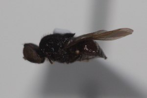  (Nasimyia - cau02070)  @13 [ ] Unspecified (default): All Rights Reserved (2010) China Agricultural University, Insect Collection China Agricultural University, Insect Collection