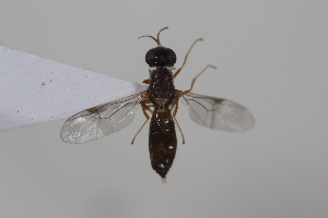  ( - cau02081)  @12 [ ] Unspecified (default): All Rights Reserved (2010) China Agricultural University, Insect Collection China Agricultural University, Insect Collection