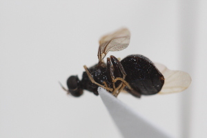  (Kolomania - cau02088)  @13 [ ] Unspecified (default): All Rights Reserved (2010) China Agricultural University, Insect Collection China Agricultural University, Insect Collection